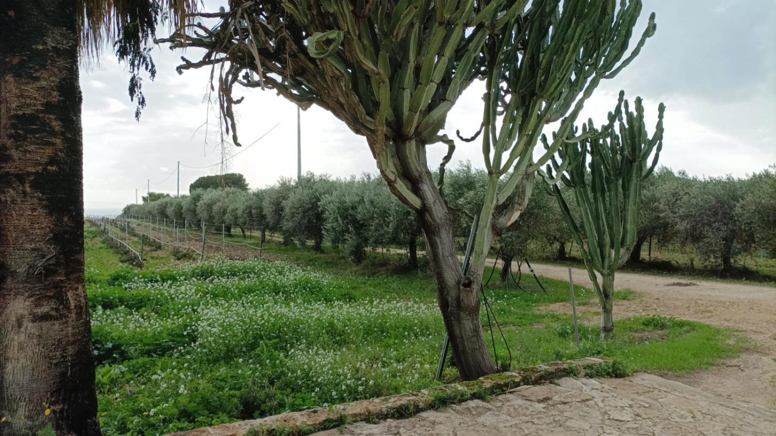 Casa Bouganville Villetta Tra Le Vigne E Il Mare Menfi Bagian luar foto
