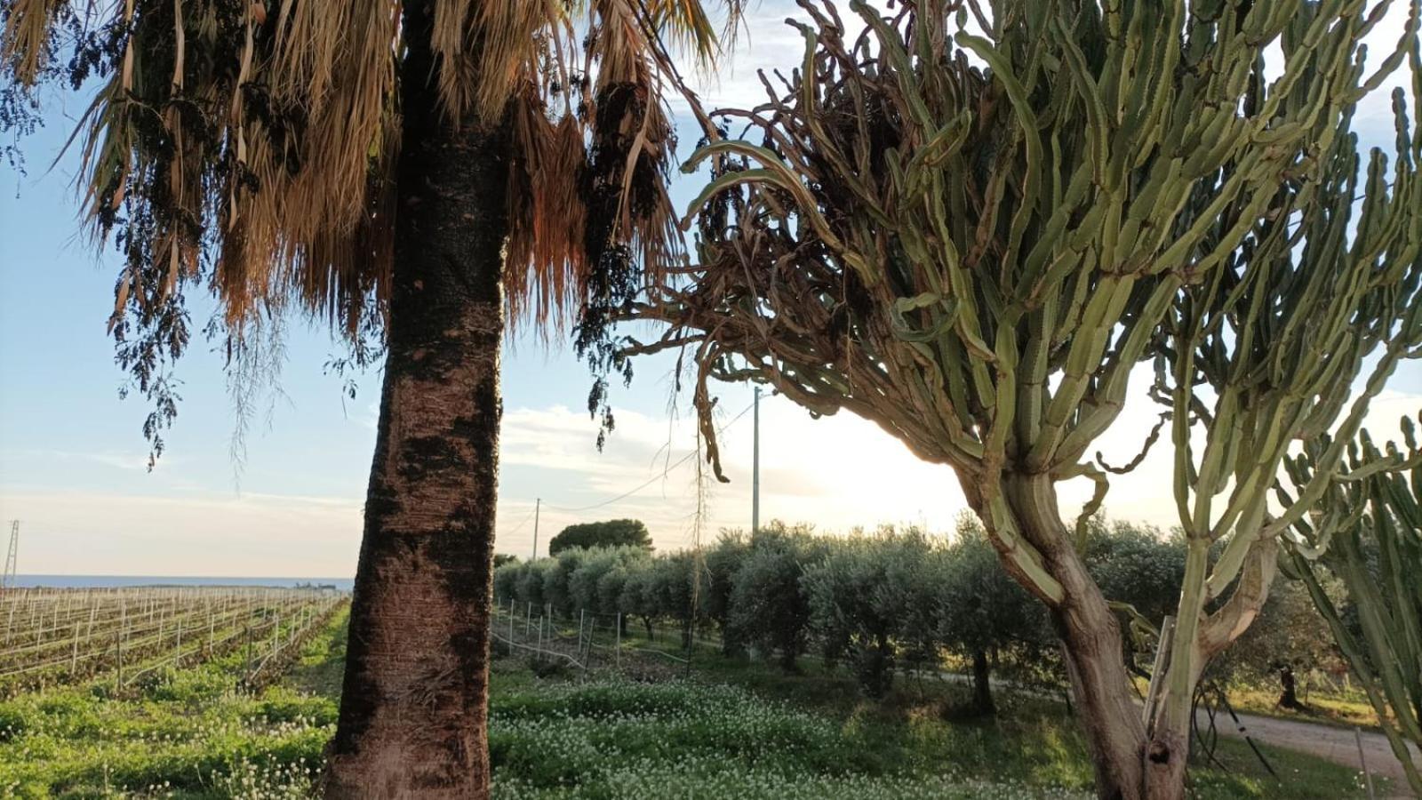 Casa Bouganville Villetta Tra Le Vigne E Il Mare Menfi Bagian luar foto