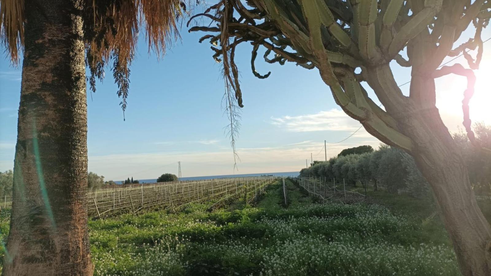 Casa Bouganville Villetta Tra Le Vigne E Il Mare Menfi Bagian luar foto